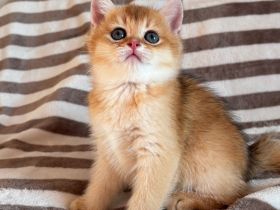 Reinrassige BKH Kitten Golden Chinchilla
