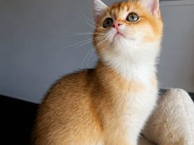 Reinrassige BKH Kitten Golden Chinchilla
