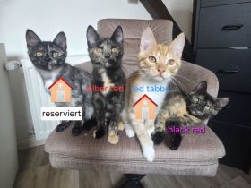 Maine Coon Kitties suchen ein neues Zuhause
