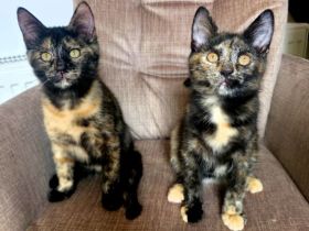 Maine Coon Kitties suchen ein neues Zuhause