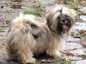 Zauberhafte Lhasa Apso (WT 15.04.26) aus langjähriger VDH-Liebhaberzucht