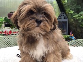 Zauberhafte Lhasa Apso aus langjähriger VDH-Liebhaberzucht