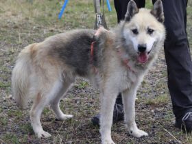 Kuscheliger und freundlicher Husky Mix Pepe sucht Zuhause