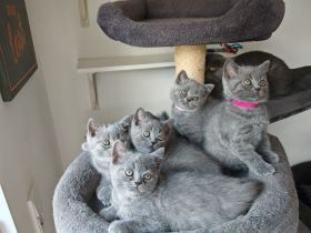 BKH Kitten dürfen ausziehen