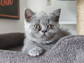 BKH Kitten dürfen ausziehen