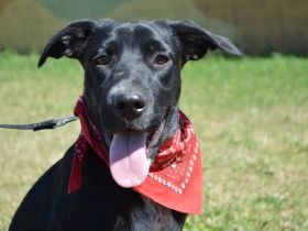 ALIDA, Mini-Labrador/Pinscher Mischling (kastriert) SGB 625,00 €