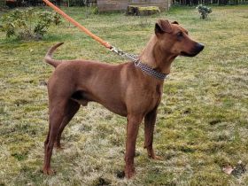 Deutscher Pinscher Deckrüde - Rüde rot Geprüfte Identität