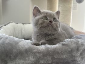 Wunderschönen BKH Kitten, letztes Mädchen in der Farbe lilac, Stammbaum, seriöse Hobbyzucht