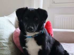 Mendo Herzenshund sucht sein Für-Immer-Zuhause