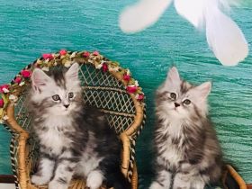 Tolle Maine Coon Mädchen mit Stammbaum aus Worldchampionlinie 😻