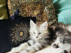 Tolle Maine Coon Mädchen mit Stammbaum aus Worldchampionlinie 😻