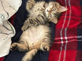 5 Kittens suchen ein Zuhause