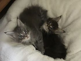Typvolle süße XXL Maine Coon Kitten aus Worldchampionlinie mit Stammbaum