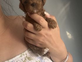 Teddypawsdoghouse