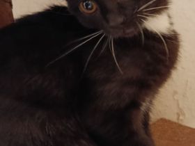 Mix Kitten 4 Monate