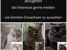 Reinrassige Britisch Langhaar Kitten