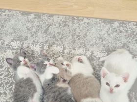 BKH Kitten - 5 liebevolle Britisch Kurzhaar Babys | Reservierung möglich