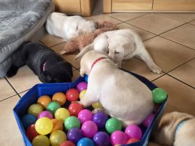 Zauberhafte Labrador-Welpen suchen ihr Herzenszuhause