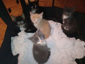 Maine  coon kitten  wunderschöne Färbung