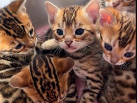 🐾 Wunderschöne Bengal-Kätzchen suchen ein Zuhause 🐾