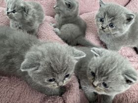 🐾 Wunderschöne BKH Kitten suchen ein liebevolles Zuhause 🐾