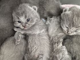 🐾 Wunderschöne BKH Kitten suchen ein liebevolles Zuhause 🐾