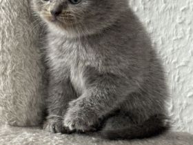 🐾 Wunderschöne BKH Kitten suchen ein liebevolles Zuhause 🐾