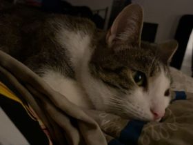 Katze/Kater abzugeben