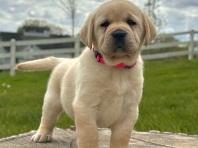 Niedliche Labradorwelpen