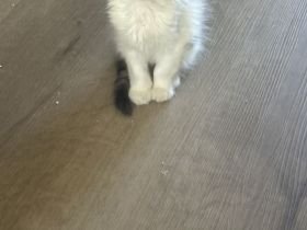 Maine Coon/ Sibirische Waldkatze