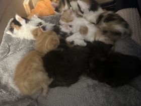 Maine Coon/ Sibirische Waldkatze