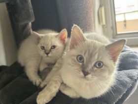 BKH Kitten reinrassig 2 mal geimpft