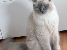 Deckkater für Ragdoll Dame gesucht