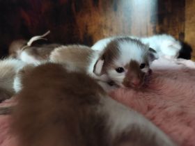 OLH, Javanese und Balinesen Kitten