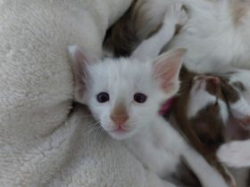 OLH, Javanese und Balinesen Kitten