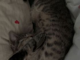 Schweren Herzens muss ich leider mein Kater abgeben. 🐱❤️
