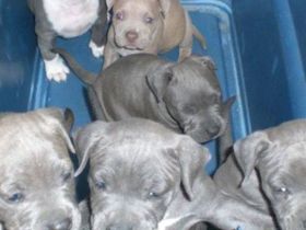 Wunderschöne American Staffordshire Terrier Welpen