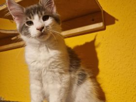 Verschmuster maine coon kater darf ausziehen