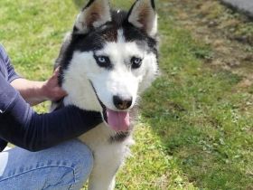 Verschmuste Husky-Dame Caja sucht aktives Zuhause