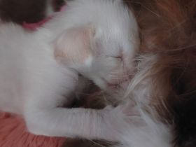 Of purring tribbles