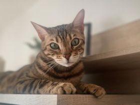 Bengal abzugeben