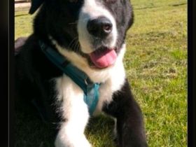 Alabai Akita Mix