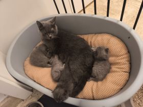 BKH Kitten