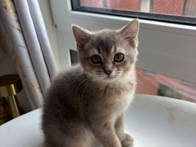 BKH Kitten zum Verkaufen