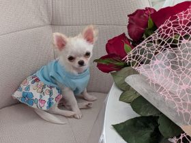 Bezaubernde Chihuahua-Hündin Bonia sucht ein neues liebevolles Zuhause