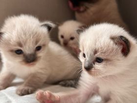 Siam kitten