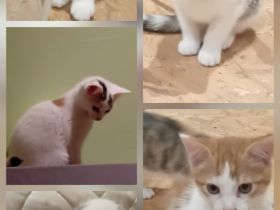 Katzen Babys abzugeben