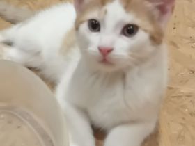 Katzen Babys abzugeben