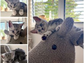 Entzückende BKH Britisch Kurzhaar-Kitten mit KKÖ-Stammbaum, Familienaufzucht in Österreich