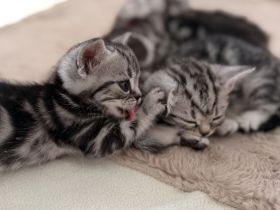 Entzückende BKH-Kitten mit KKÖ-Stammbaum, Familienaufzucht in OÖ